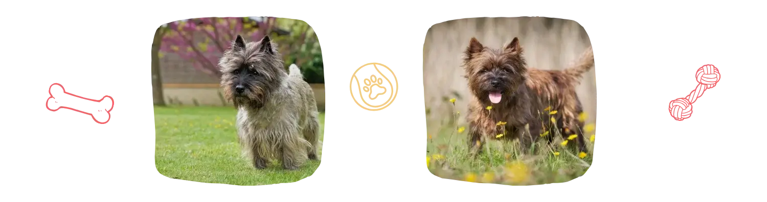 Vie idéale du Cairn terrier