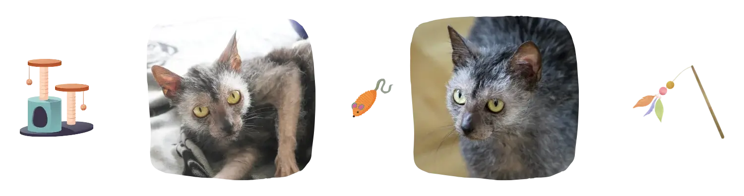 Vie idéale du Lykoi