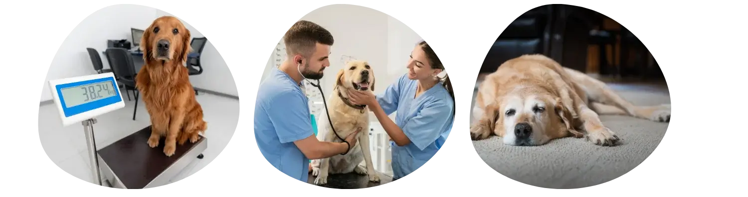 Comment savoir si mon chien est en surpoids?