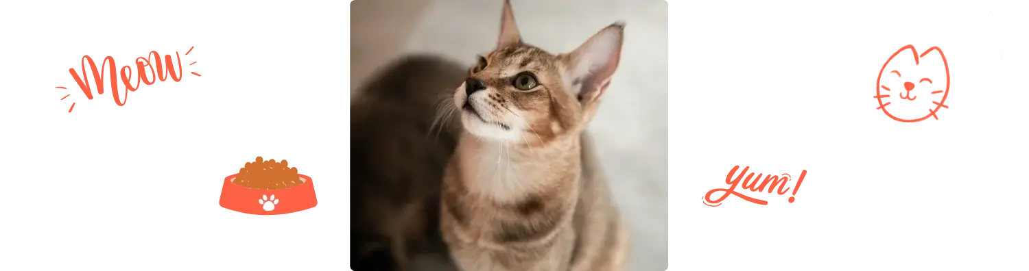 Aliment du Chausie