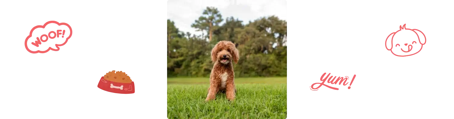 Aliment du Goldendoodle
