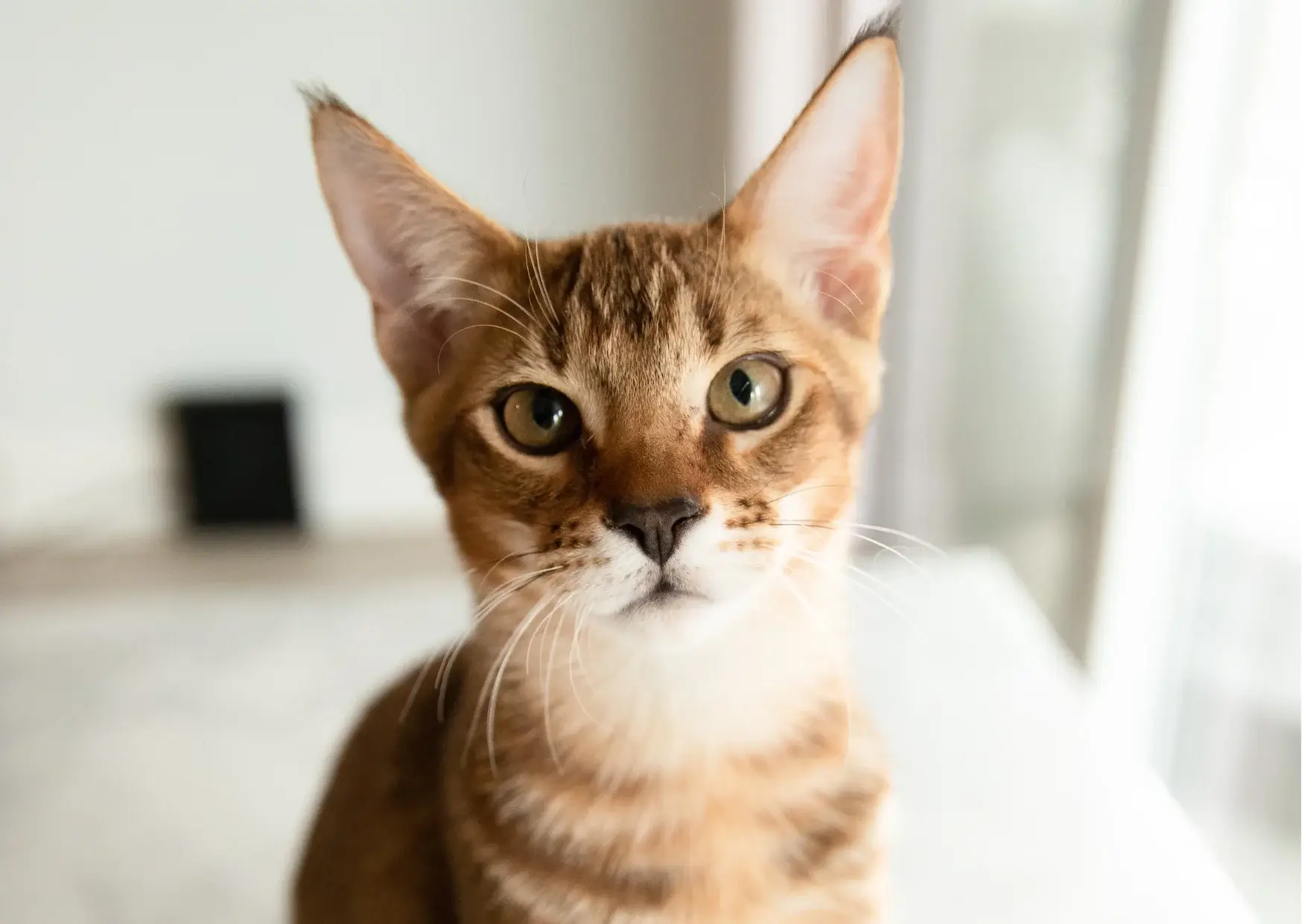 Chausie 