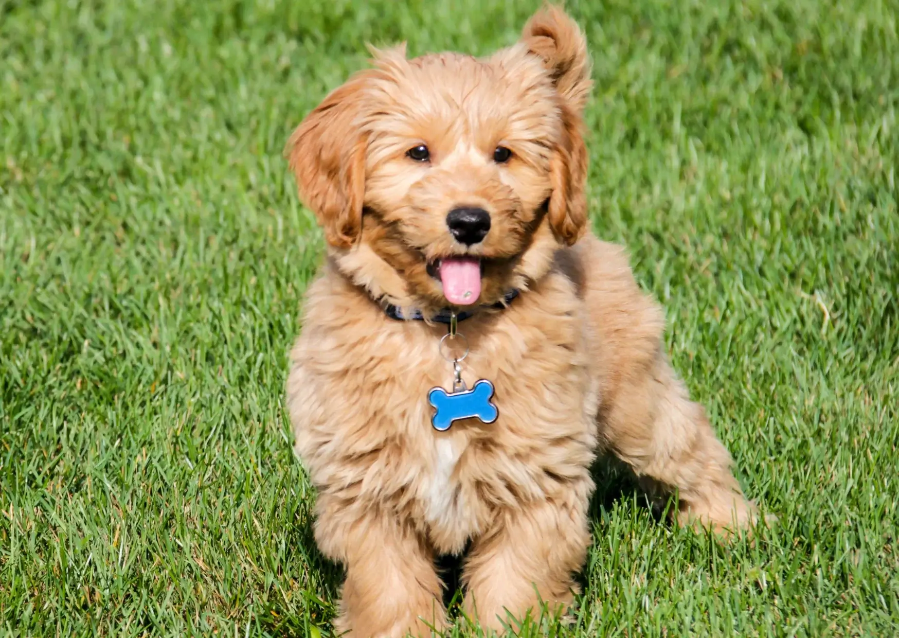 Goldendoodle