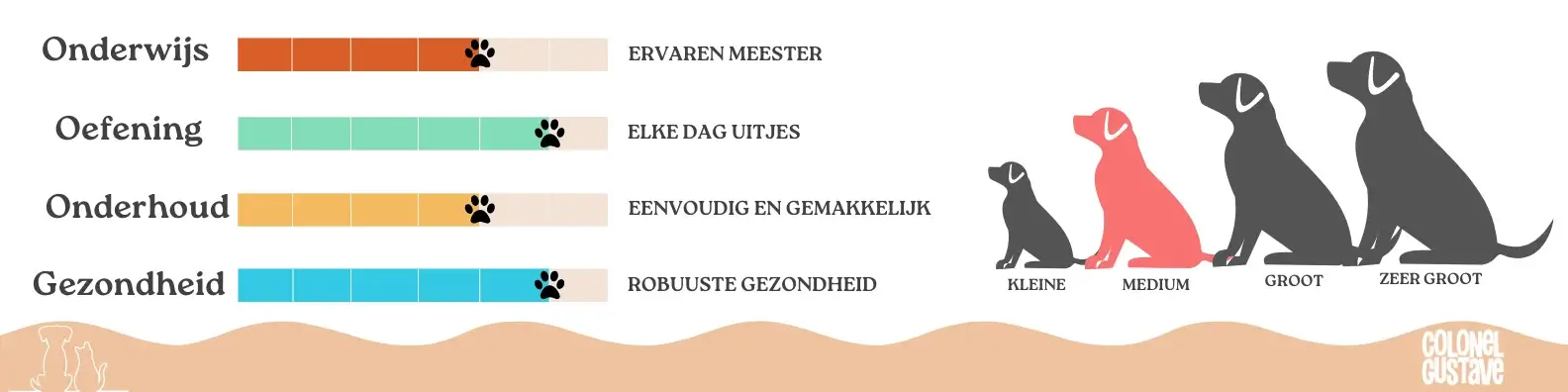 Kenmerken van de Griffon Khortals 