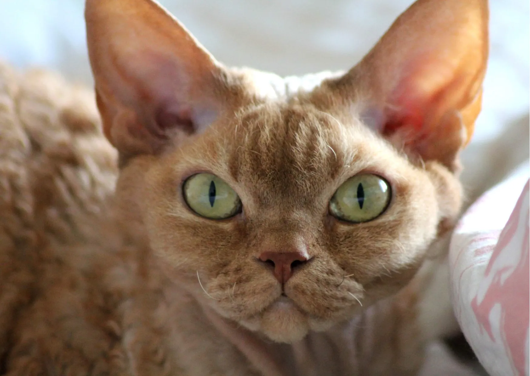Devon Rex