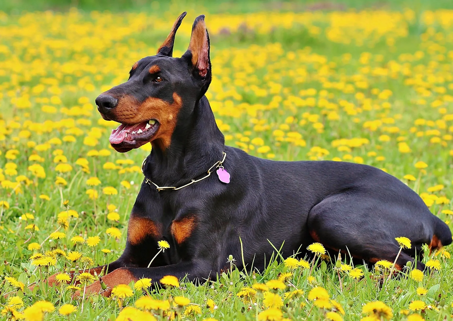 Dobermann