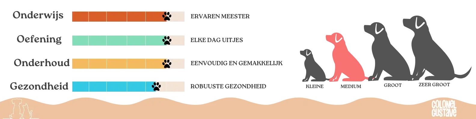 Kenmerken van de Burmese