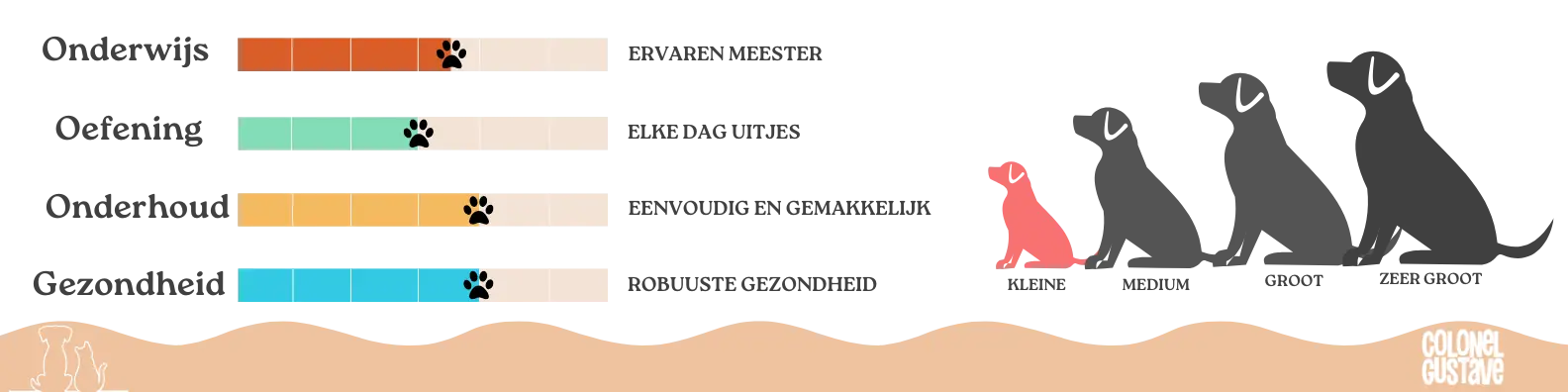 Kenmerken van de Westie