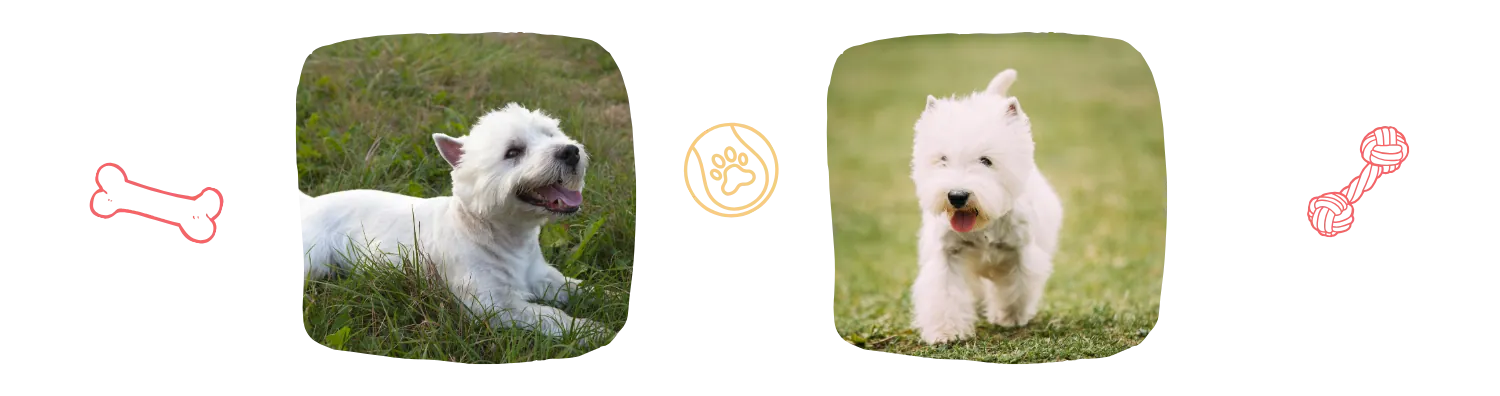 Vie idéale du Westie