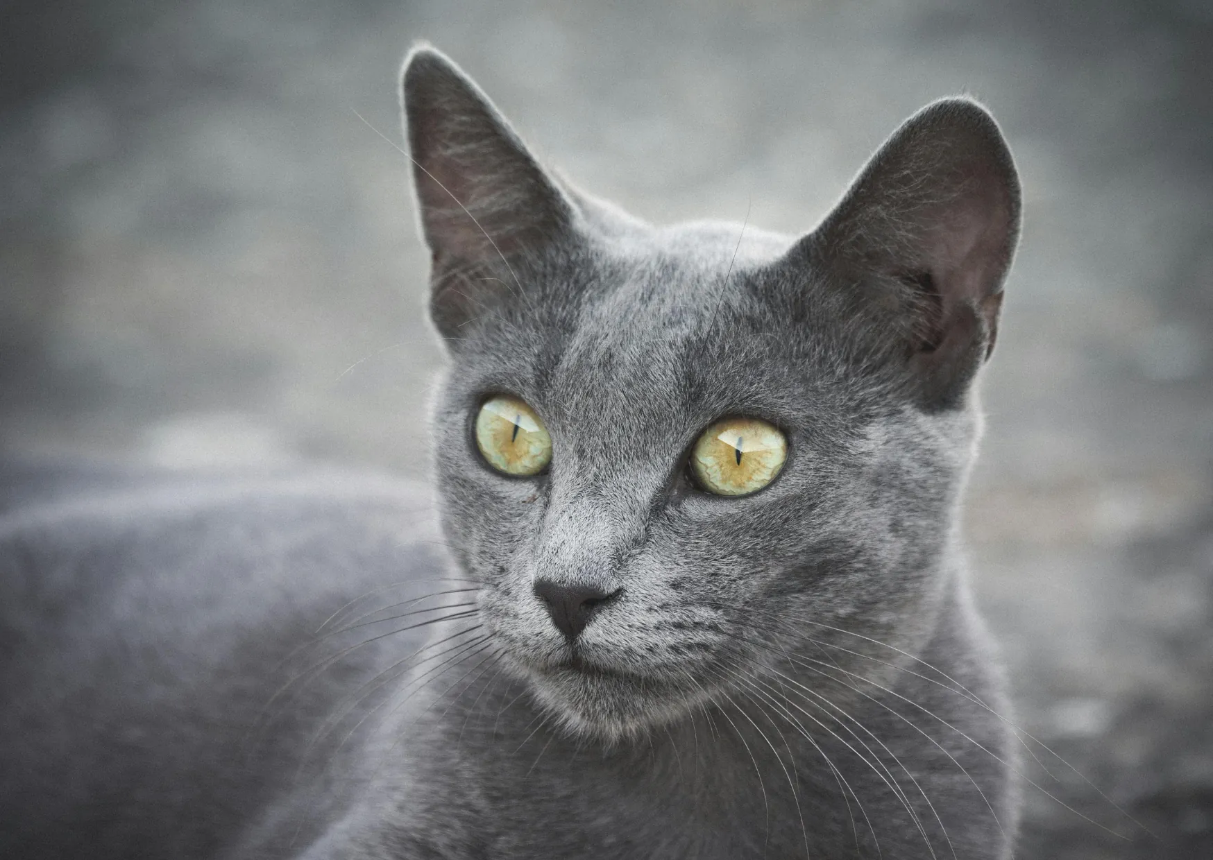 Bleu Russe