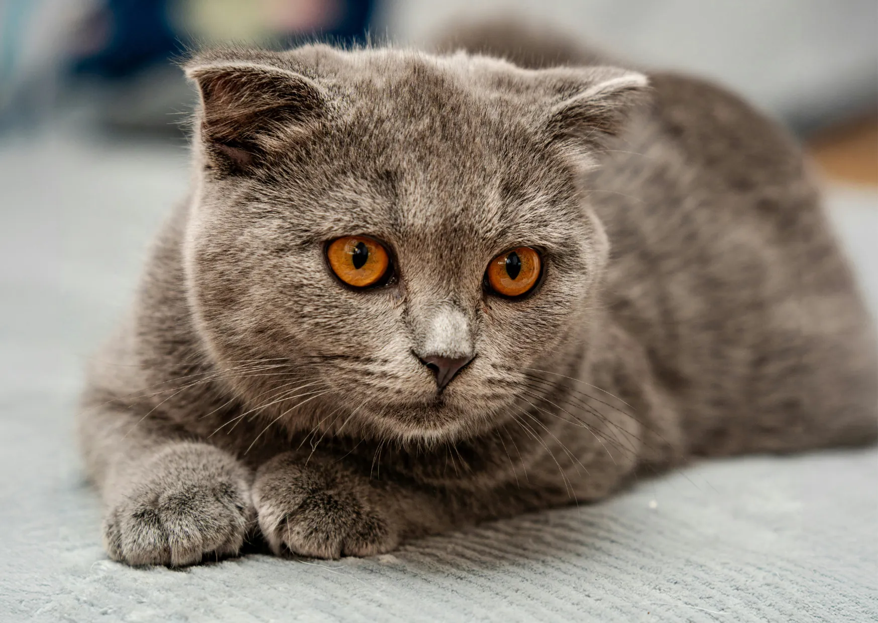 Exotic Shorthair