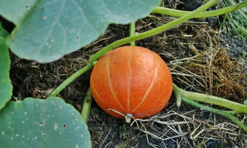 Potiron entier