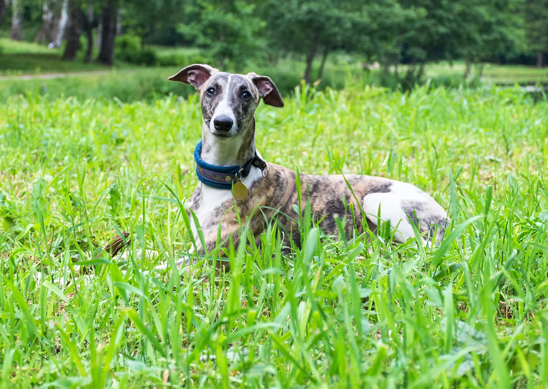 Whippet
