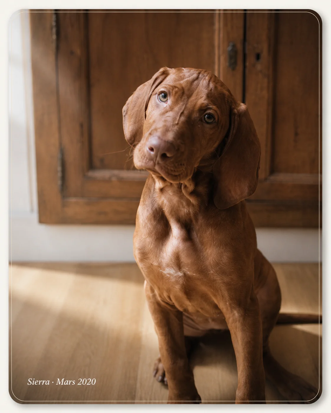 Sierra, Hongaarse staande hond, mascotte van Colonel Gustave